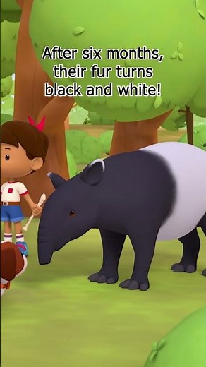Malayan Tapirs EVOLVE from their younger forms! | Leo the Wildlife Ranger #shorts