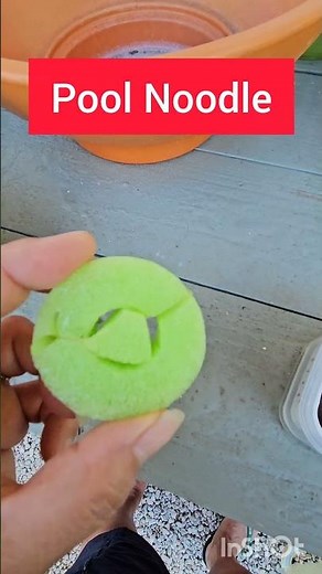 Hydroponic Tomatoes Part 1 #kratky Using Pool Noodles