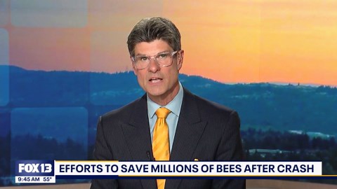 Experts say there will be "Nearly a complete loss" to save bees in Whatcom County, WA