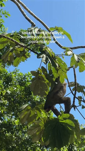 Just using my free will to go see sloths in the wild on a Panama Canal Cruise 🦥🚢