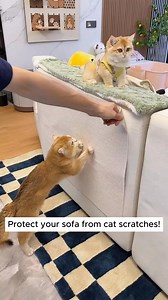 Unleash the Fun: Wall Sticky Scratch & Play Mat for Cats. Check the first comment for the link! | I Love Pets