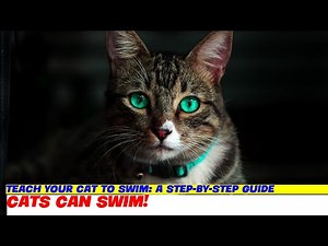 Teach Your Cat to Swim: A Step-by-Step Guide