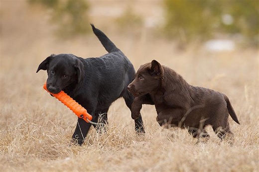 Labrador Retriever (Lab) Puppies For Sale In Denair, CA