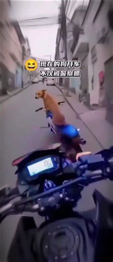 Dog Riding Bike Like Human 😳🐶 #dog #pov #pets #scooting