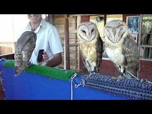 Ke$ha's Dancing Owls