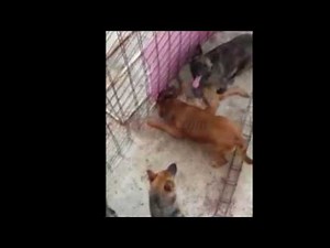 Filman el momento en el que perros se comen entre sí.