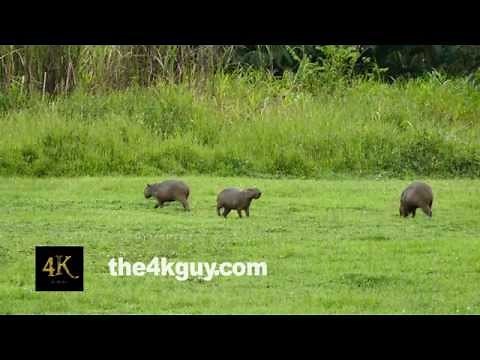 4K UHD - Capybara Rodent (Hydrochoerus Hydrochaeris) grazing and feeding in an open space