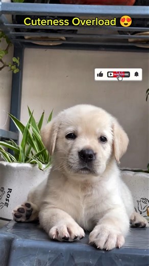 Cuteness Overload 😍🐶 | Cutest Puppies Ever🐾 #cute #cutepuppy #cutedog #viral #shorts