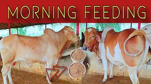 Morning feeding 😋 | Cattle Care Farm
