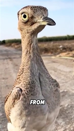 The roadrunner who runs faster than he flies #animals #shorts #viral #birds