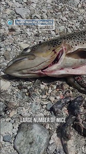 GIANT MOUSE EATING TROUT! - ‘Pure Fly NZ’ on FishingTV