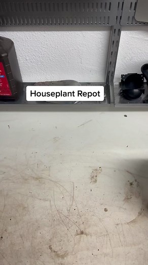 How to Treat Root Rot When Repotting Houseplants