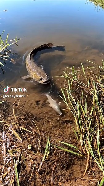 Incredible Fishing Experience: Unbelievable Fish Bite!