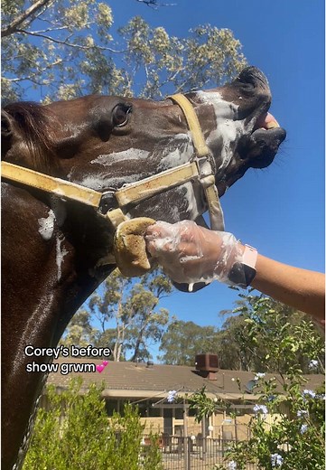 Getting Ready for a Horse Show with Corey