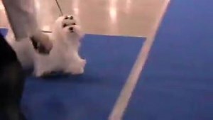 2011 03 26 E1 maltese female junior