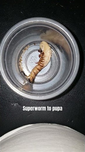 Hyper lapse of a superworm transforming into a pupa. #superworm #pupa #pupate