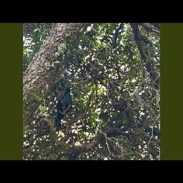 Pure New Zealand Tui bird song