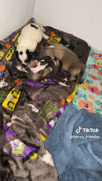 Fascinating Facts About Newborn Puppies