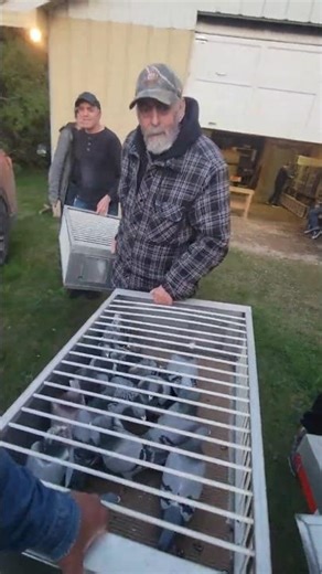 Pigeon Basket Train | #RacingPigeon | #Homer | #Kabutar