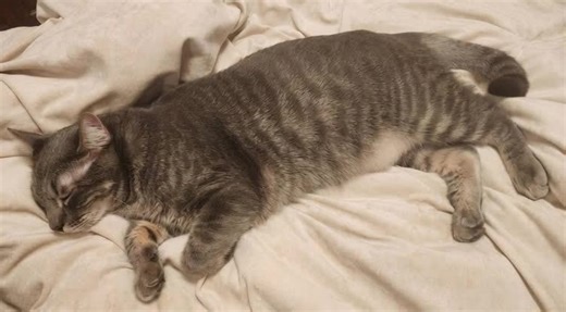 JOSEPH C.T (@cookietkshi)’s videos with Shiny - Easykid & Dysbit