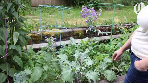Amid nationwide bee decline, Portland urban beekeeping is blooming. Portlanders are taking matters into their own hands — and backyards — to help bees thrive in the area. Read more about the urban beekeepers here: http://www.oregonlive.com/portland/index.ssf/2017/07/post_606.html | The Oregonian