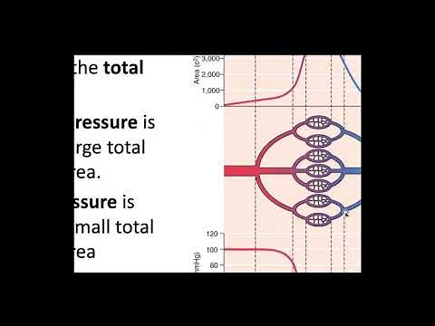 Cross sectional area and blood pressure
