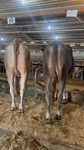 1.2K views · 32 reactions | More from the cow and bred heifers stalls at the Eastern Breeders Sale! More photos and videos are being captured now and will be posted soon. The catalog and online bidding are available at https://cowbuyer.com/servlet/Search.do?auctionId=1649 The sale will be on Saturday, October 18 at the Fraley Auction Company in Muncy, PA, we look forward to seeing you there! | Modern Associates Sales | Facebook