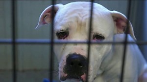 ASPCA TV Spot, 'In the Next Minute: Welcome Kit'