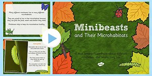 Minibeasts PowerPoint