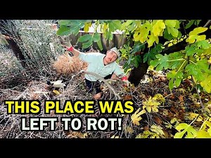 From total DISASTER to DREAM yard – I RESCUED this corner lot