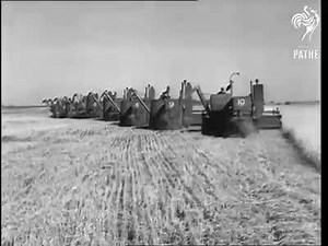 8.6K views · 150 reactions | Wheat harvest from the 50's in Canada from the field to the Railroad | Farmer Life | Facebook