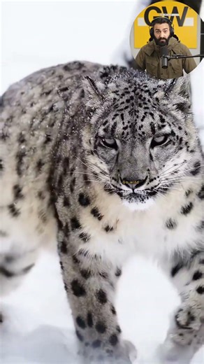 🐆😱 Have You Ever Seen Such a Leopard? Unbelievable Moment 🔥 #Leopard #Wildlife #ViralShorts