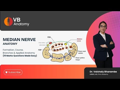 Median Nerve | Formation, Course, Branches & Applied Anatomy (15 Mark Question Made Easy)