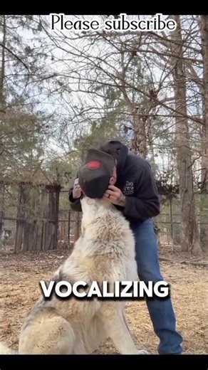 This man 18 Years Living with Lions and Wolves🦁🐺