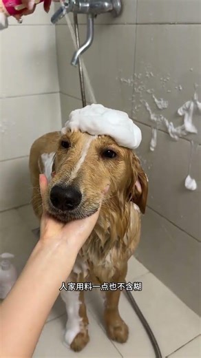 Never Leave Home for a Bath Again! The Dog's Home Wash Reality
