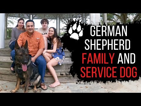 German shepherd as a family dog and service dog | Service dog training