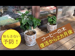 コーヒーの木＃２「根腐れ予防」