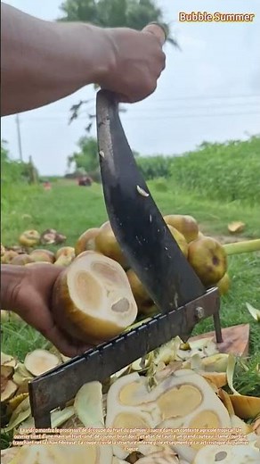Découpe d'un fruit de palmier à sucre à l'aide d'une lame traditionnelle