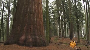 22K views · 1.5K reactions | Take some time to watch this grove of Giant Sequoias at Sequoia National Park. | CBS Sunday Morning | Facebook