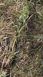 Releasing diamond python from Berry. Nice big fat belly | Illawarra Snake Catcher