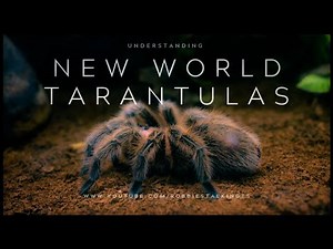 Tarantula 🕷 | Understanding NEW WORLD TARANTULAS - tarantula documentary