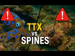 VENOM vs VENOM: Blue-Ringed Octopus vs Stonefish | 4K Ultra Scene Animals WildLife #nature