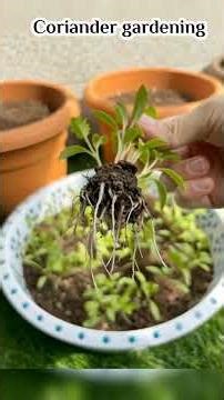 how to grow coriander in plants| coriander at home #garden #vegetables #shorts