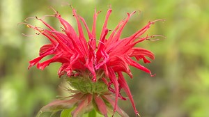 Monarde comestible : Cultivez et savourez cette plante aromatique