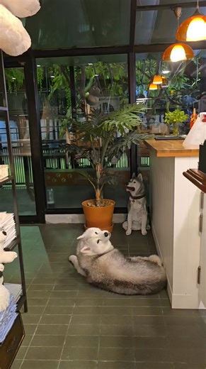 16K views · 1K reactions | Bacco is now 10 years old. After the operation to remove his left ear canal because of the cancer, he can still hear very well with the right ear. | TrueLove at Neverland | Facebook