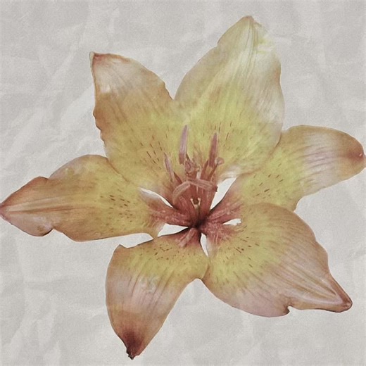 Flower Edit Inspired by Big Thief