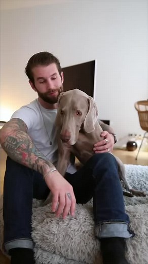 Exploring the Weimaraner Breed: Key Facts and Characteristics