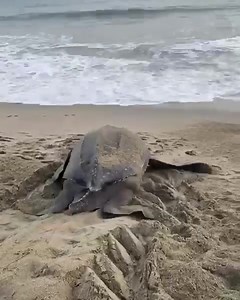 4.3K views · 181 reactions | Majestic leatherback turtles, captured...