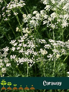 Caraway Seeds: Non-gmo Heirloom Herb Seeds - Etsy