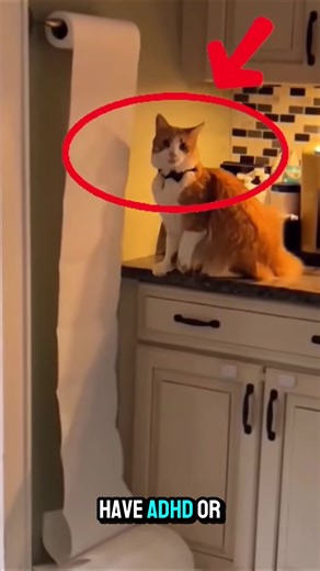 Understanding ADHD Symptoms in Cats